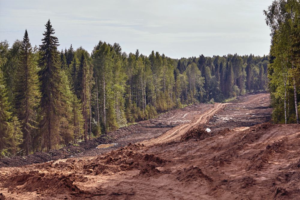 The Global Race to End Deforestation: Progress, Pitfalls, and What Comes Next