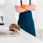 Pest Control Sydney: How to Prevent Pest Infestations in Warehouses