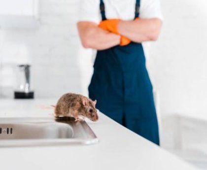 Pest Control Sydney: How to Prevent Pest Infestations in Warehouses
