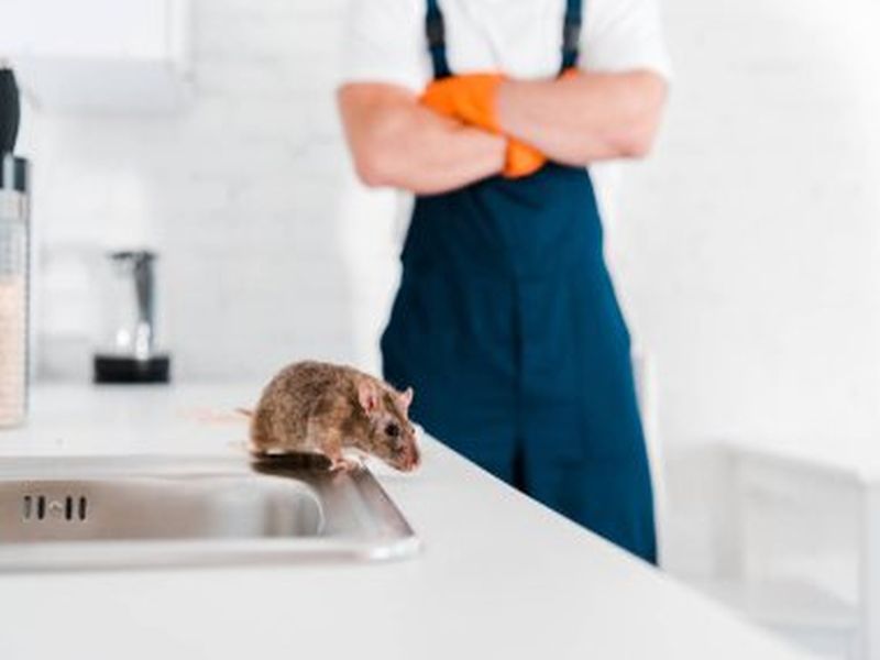 Pest Control Sydney: How to Prevent Pest Infestations in Warehouses