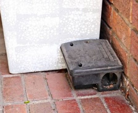 Winning the Battle Against Rats: Pest Control Mastery